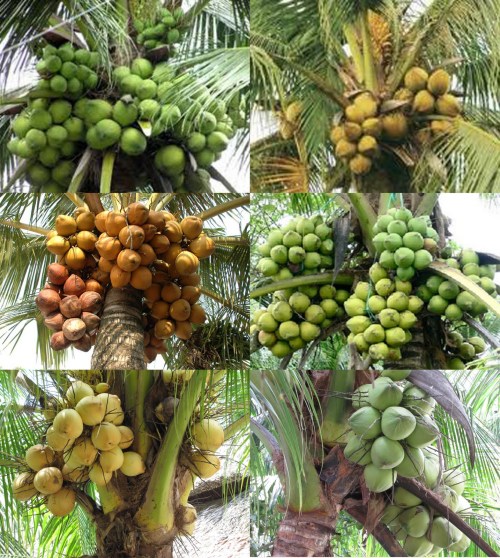 6 trong nhiều giống dừa ở Bến Tre. Ảnh: BTCA / Ben Tre Coconut Association / Hiệp hội Dừa Bến Tre